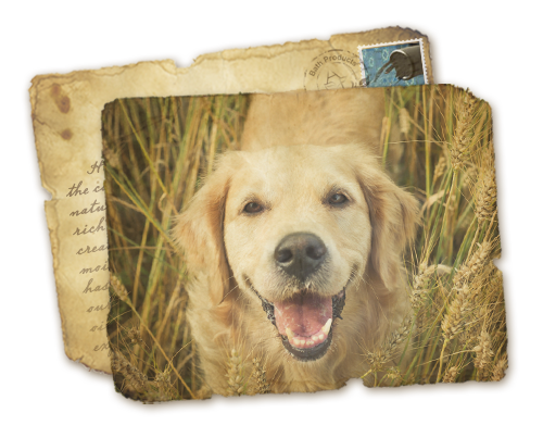 Hero-PetCarePage